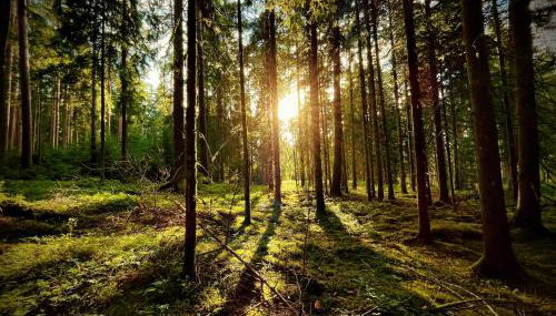 Ferienhaus Robin - Foto 4