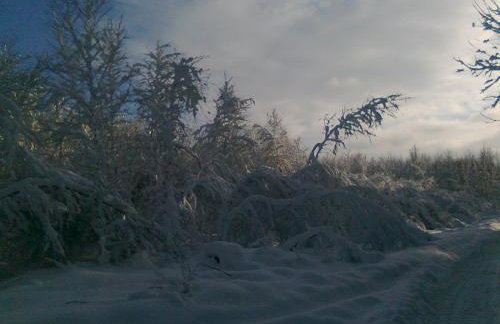 domki na leśnej polanie - Foto 25