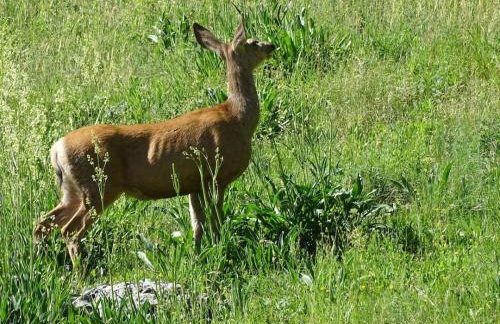 Unique Historic Mountain Cabin In Beautiful Como - Foto 38