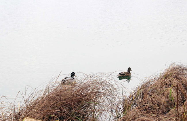 Holiday Home in Otterndorf - Foto 5