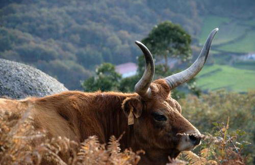 Just Like Home - Casa Antonio em Paredes de Coura - Foto 58