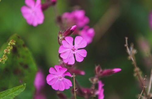 Woodland Lodge - Foto 12