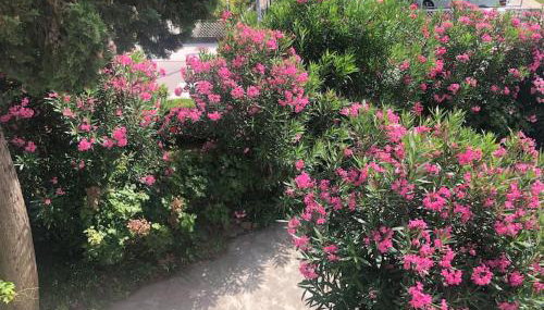 Apartman Milazzi, fully air-conditioned - Foto 4, Garden, Garden view