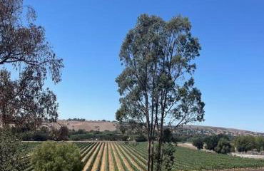 Hilltop Vineyard and Agave Field with View - Photo 35