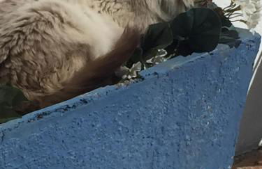 El Mirador - Foto 16