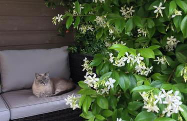 Les Suites d'Aliénor, Suite Jasmin - Foto 28