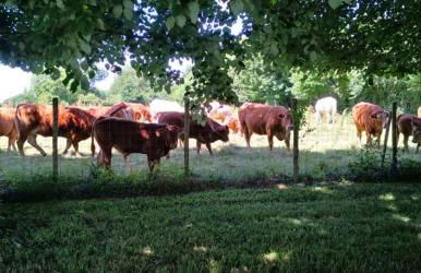 Gite de Nanteuil, 10-13 personnes, piscine - Foto 61