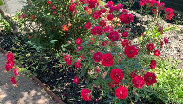 Forest and Vine - Hot tub and Pet Friendly! - Foto 3