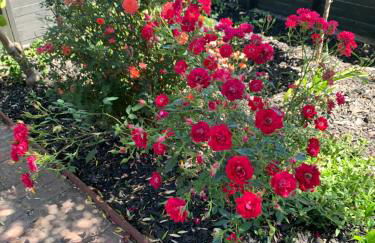 Forest and Vine - Hot tub and Pet Friendly! - Foto 3