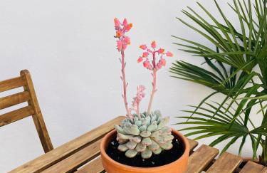 Casa Valenciana con Terraza - Photo 39