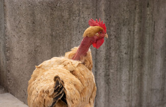 Agriturismo Pozzo Fiorito - Foto 62