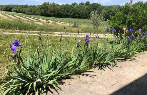 Mas du 18e siècle au calme entouré de champs de lavandes - Foto 17