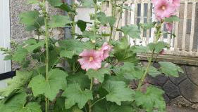 Les Gravelots - Foto 2