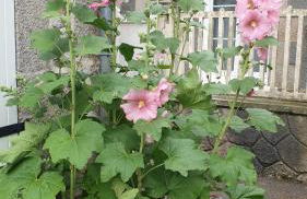 Les Gravelots - Foto 2