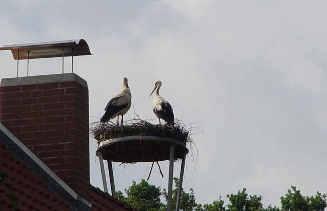 Ferienwohnung Zum Storchenblick - Foto 8