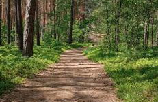 Augustówka - letnisko na Wrzosowiskach - Foto 24