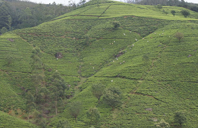 Sri Lanka y Maldivas en 11 días - Foto 2