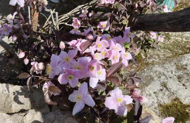 Forellenwasser - Foto 19