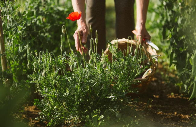 Villa Venti - Foto 35