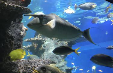 Maison familiale proche Nausicaa - Foto 18