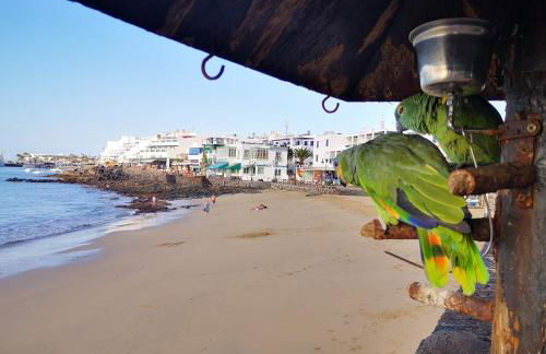 Apartamentos Mares de Lava - Playa Blanca - Foto 19