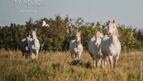 manade Blanc - Gite la Fenière - Foto 3