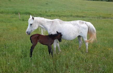 Agriturismo Antica Corte - Foto 21