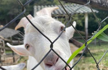 Solar dos Eucaliptos - Casa de Temporada - 4 Quartos - Foto 17