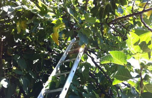 Agriturismo Il Palazzaccio - Foto 42