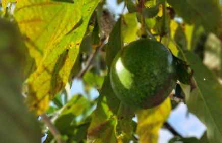 Monte da ti Luzia - Foto 42