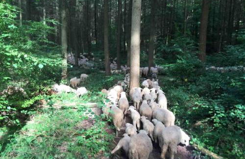 Wohnen direkt am Moselstrand - Foto 28