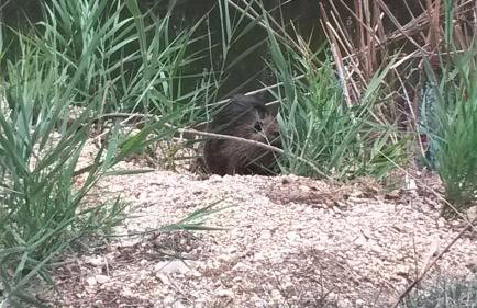 Ammoudia Residence - Foto 14