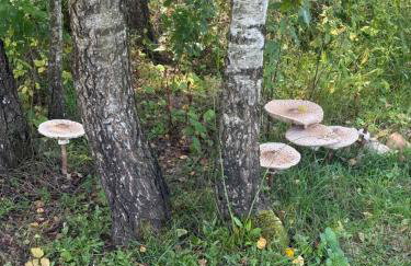 Domek z bala Mazury - Foto 17