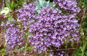 Ape Esquerdo - Foto 32