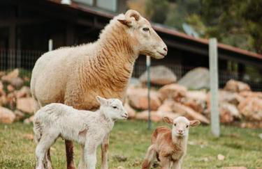 Matanah Meadows Farm, Great for 2 Families, Sequoia National Park and Working Farm - Foto 41