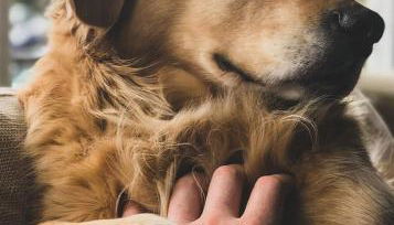 Wildgrün Panorama Lodge 3 - Foto 5