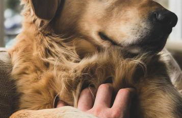 Wildgrün Panorama Lodge 3 - Foto 5