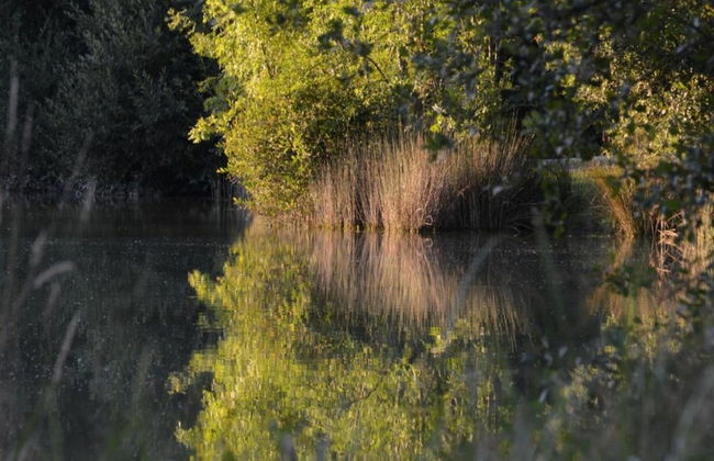 Holiday Home in Loubigne With Pool & Terrace - Photo 34