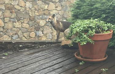 Pátio do Xisto - Foto 36