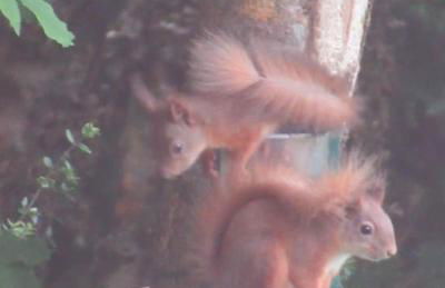 Squirrels Wood Lodge, nr Glencoe, dog friendly - Foto 36