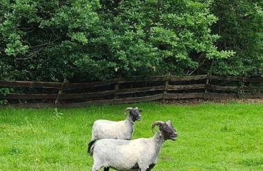 Souterrainwohnung im Grünen - Foto 52