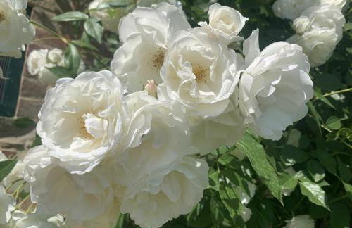 San Lorenzo - Foto 25