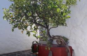 Casa Alegria II - Foto 34