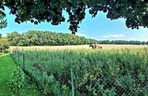 Lüneburg-Melbeck, 105 qm mit Fernsicht, ruhige Sackgasse, Fussbodenheizung - Foto 33