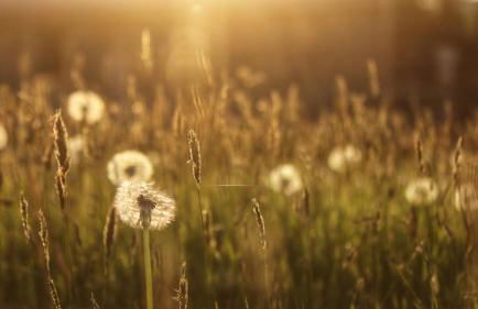 Robin Cabin with hot tub - Foto 35