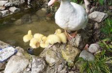 Gite du Prinas - Foto 22