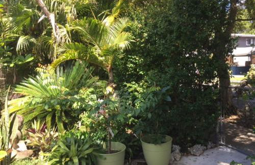 The Wild Rose - Foto 6