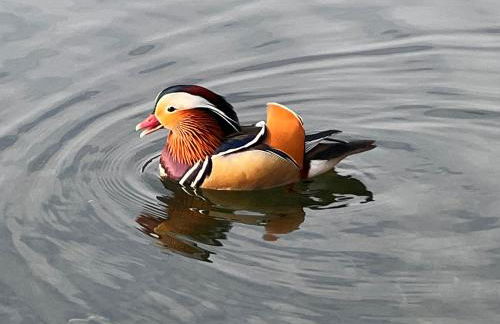 COSY LITTLE HOME - Foto 22