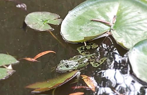 Spreewälder Sorbenstübchen - Foto 8