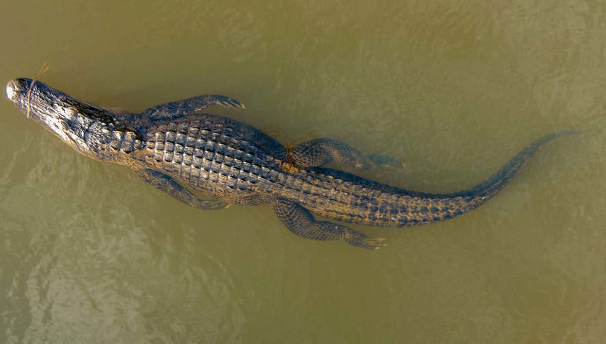 Safari de crocodiles dans la jungle tropicale